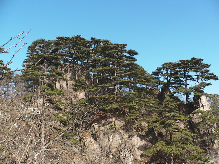 기송 이미지