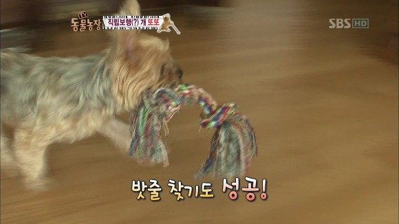 [동물농장] 지팡이 짚고 걷는 심봉사 개 또또라오 | 인스티즈