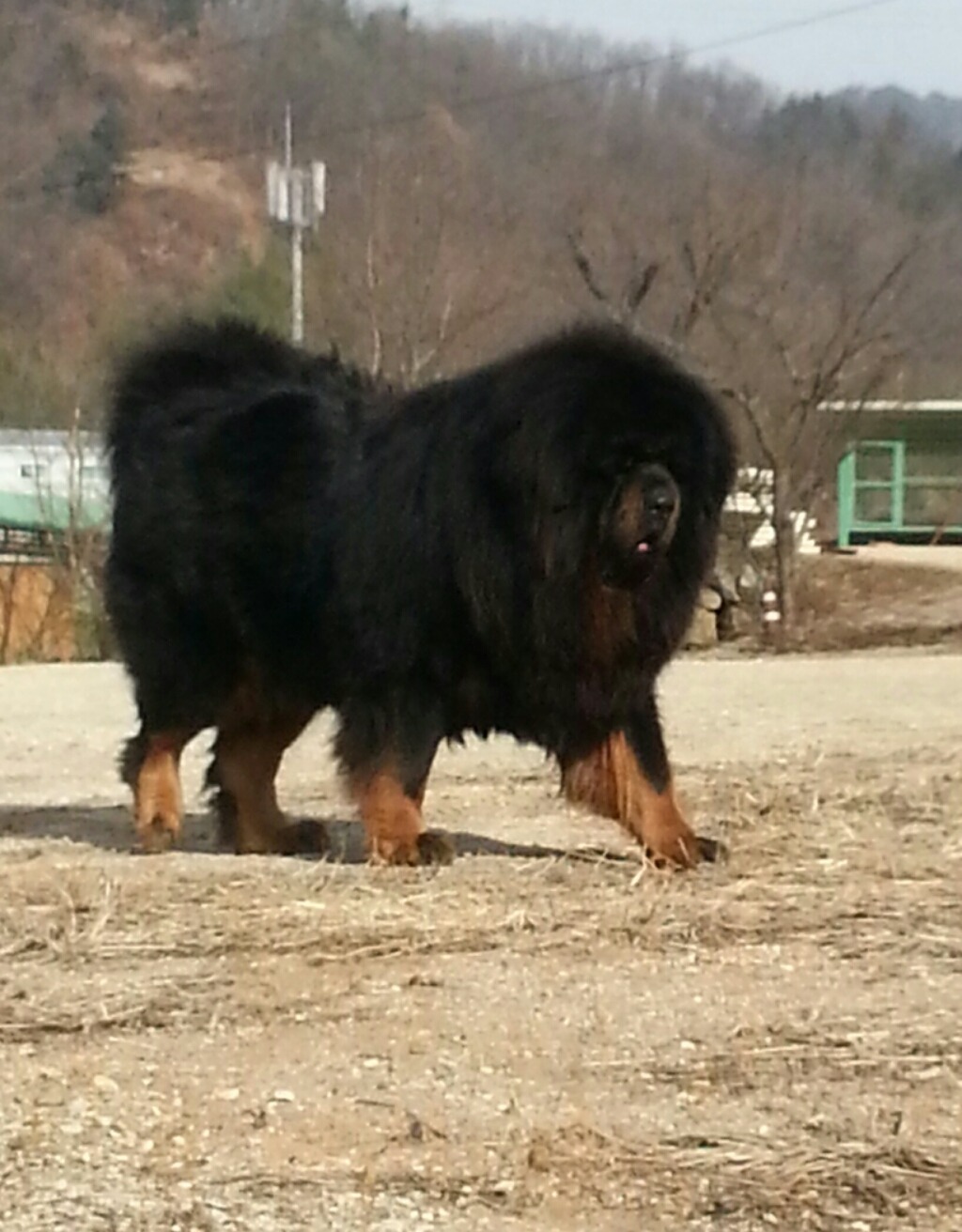 삼손 이미지