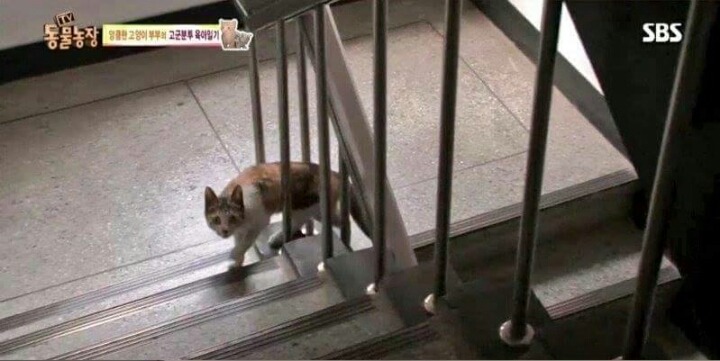 동물농장 PD의 역대급 당황 | 인스티즈