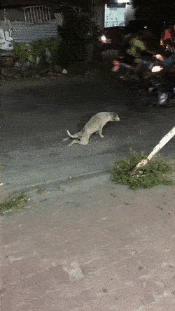 하반신 마비 온 개가 차로에서 그만.gif | 인스티즈