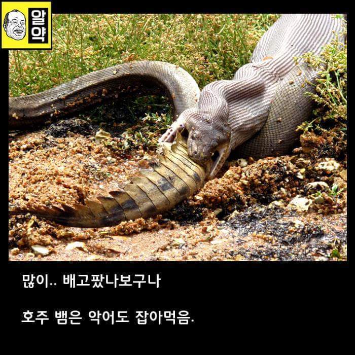 혐오주의) 호주의 위엄 | 인스티즈