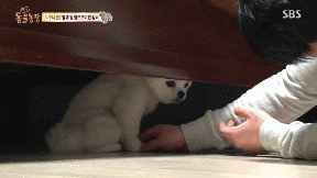 누가 봐도 사자임 아무튼 사자임.gif | 인스티즈