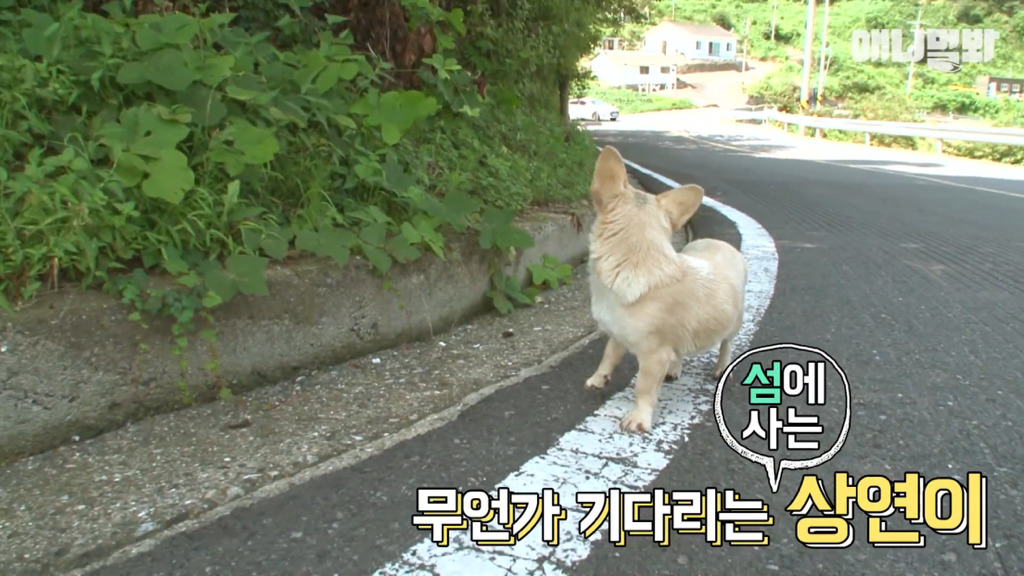 혼자 버스타고 지인 만나러 가는 강아지 상연이.jpg | 인스티즈