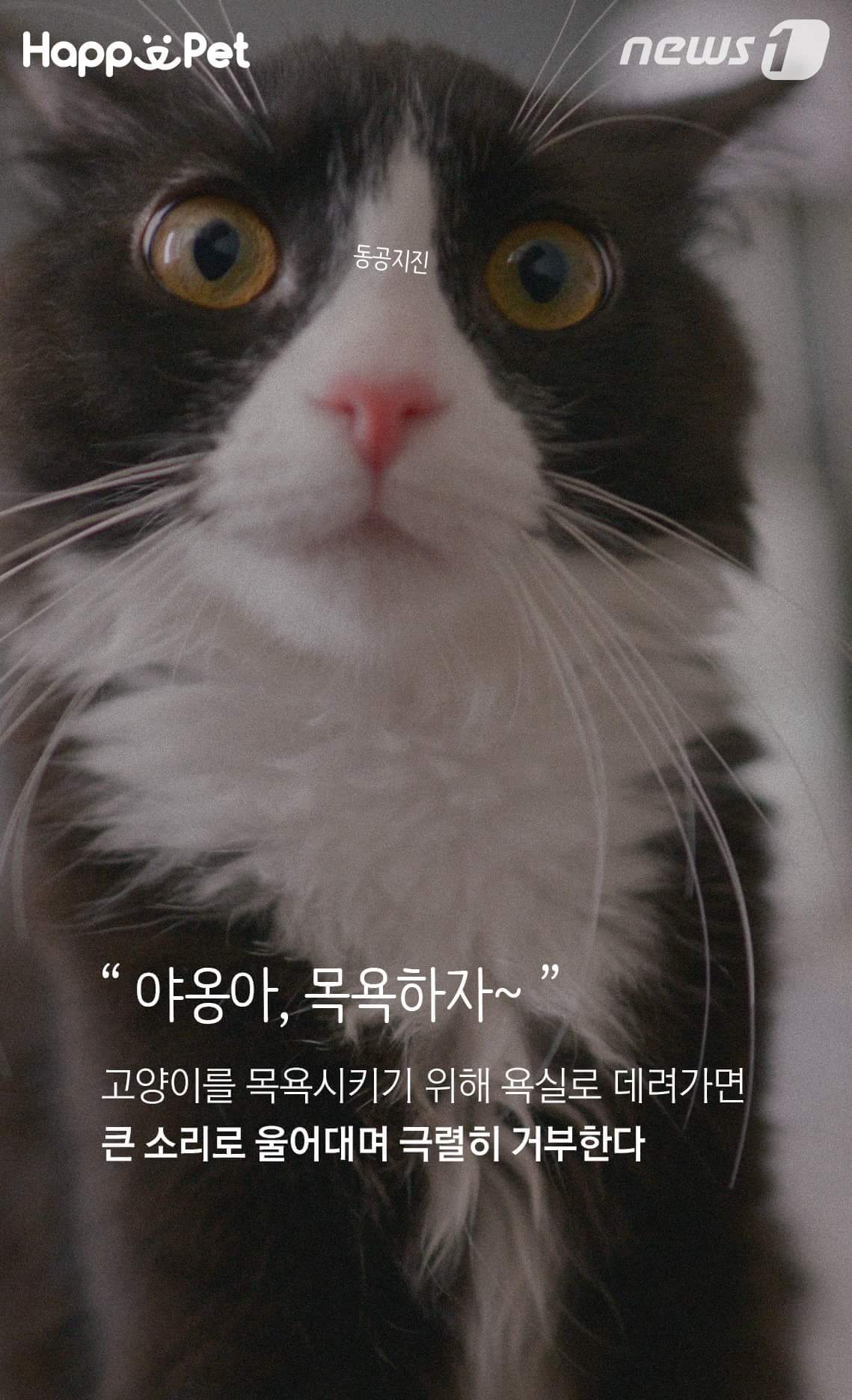 고양이가 목욕을 싫어하는 이유 | 인스티즈