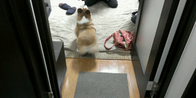 웰시코기의 쌈바.gif | 인스티즈