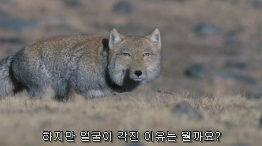 여우 3대장 | 인스티즈