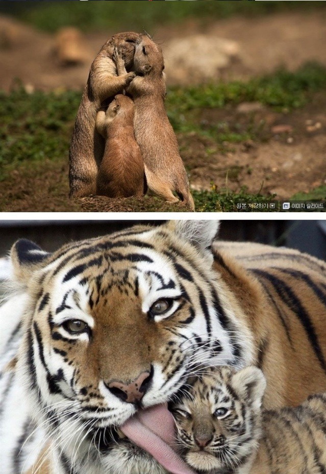 새끼를 품는 따듯한 동물들.jpg | 인스티즈