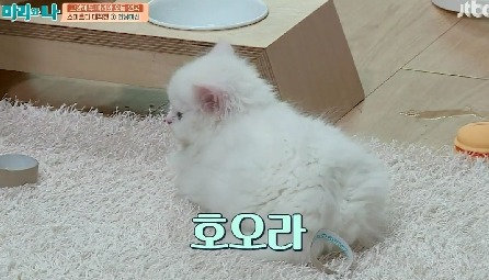 [마리와나] 뚱보냥 호동이 다이어트 시키기 (feat.먼지) | 인스티즈