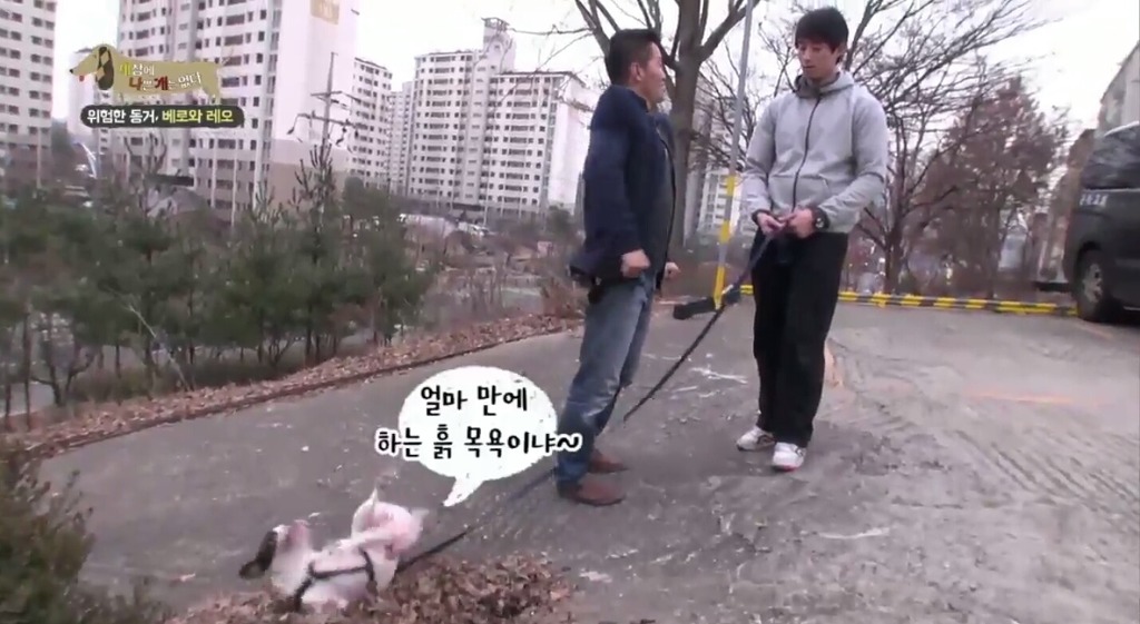강아지가 흙이나 땅에 몸을 비비는 이유.jpg | 인스티즈
