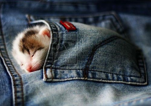 휴대용 고양이.jpg | 인스티즈