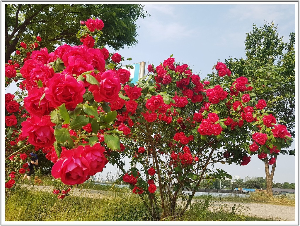 꽃뜰에풍경 이미지