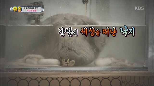 돌돌이와의 이별에 마음이 아픈 서준이 (맴찢주의.. ㅠㅠ) | 인스티즈