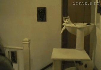 고양이와 하이파이브.gif | 인스티즈