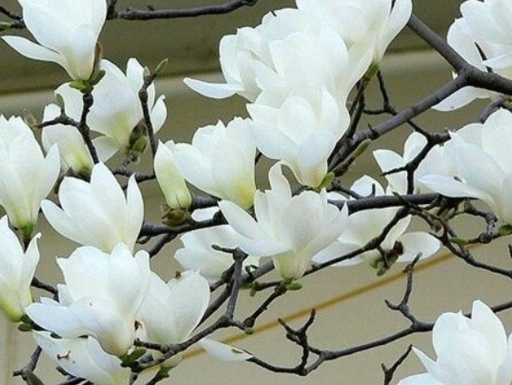 넌나의봄이다 이미지