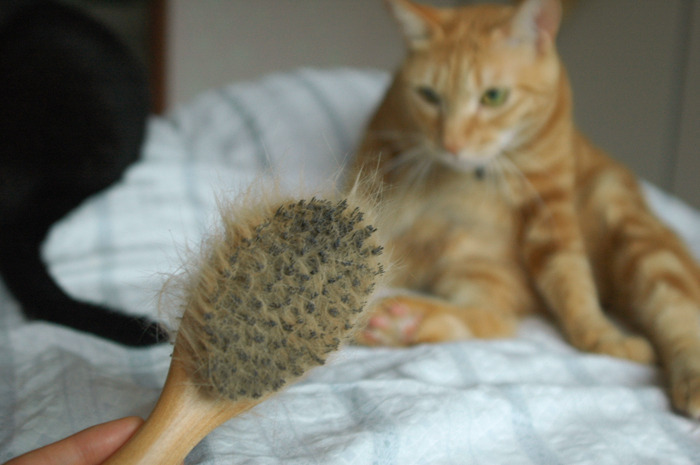 고양이 키우기 꺼리는 사람들의 주된 이유 | 인스티즈