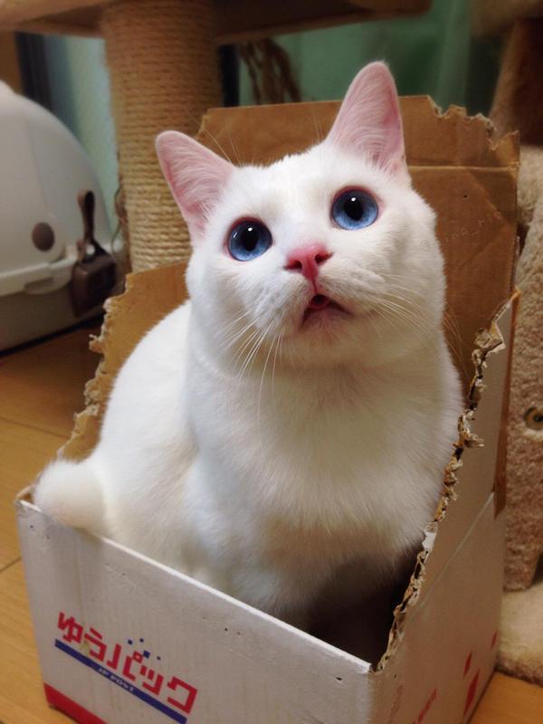 눈이 너무 이쁜 고양이.JPG | 인스티즈