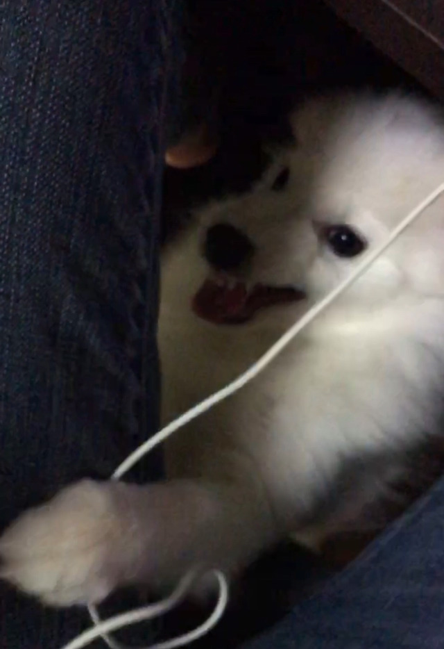 강아지 키우는 사람이 의외로 감동받는순간 | 인스티즈