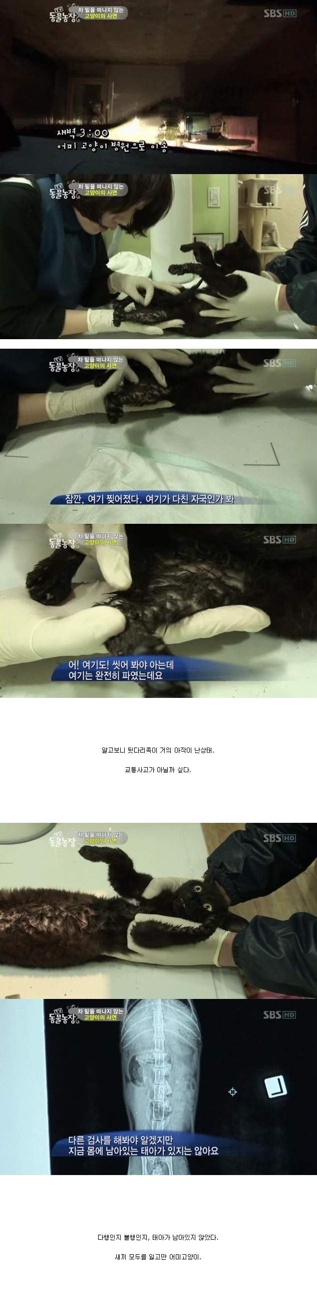 눈물을 흘리는 고양이 | 인스티즈