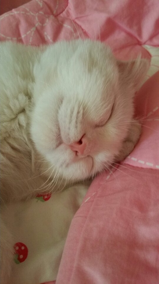 고양이는 요물이니 빨리 어디 보내버리라고 하셨던 여친 아버지 | 인스티즈