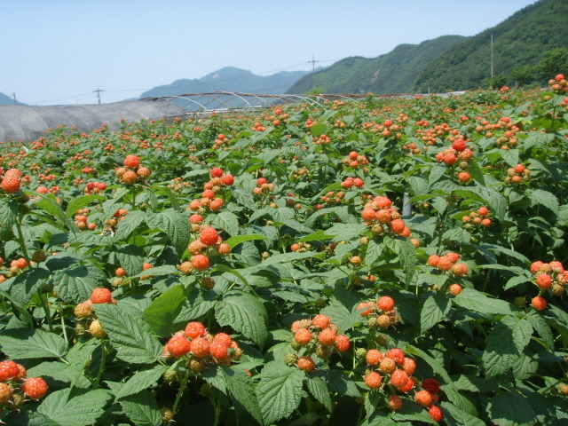 임마누엘 농장 이미지