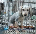 수컷 이미지