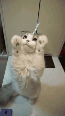 보이는데 잡지 못하는 고양이.gif | 인스티즈