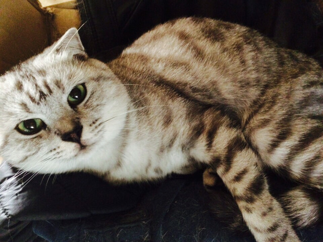 고양이 집사라면 분명 해봤을 12가지 행동 | 인스티즈