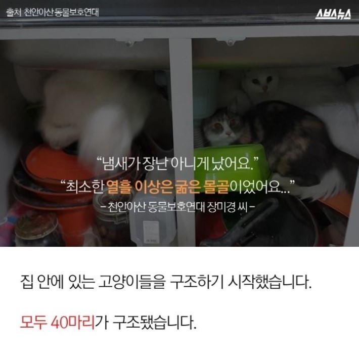 버려진 고양이 40마리 | 인스티즈