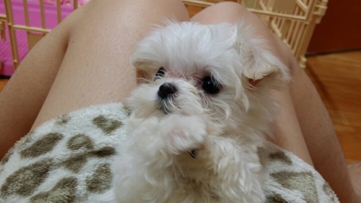 온통 하얀데 콩 세개 박힌 강아지는??? | 인스티즈