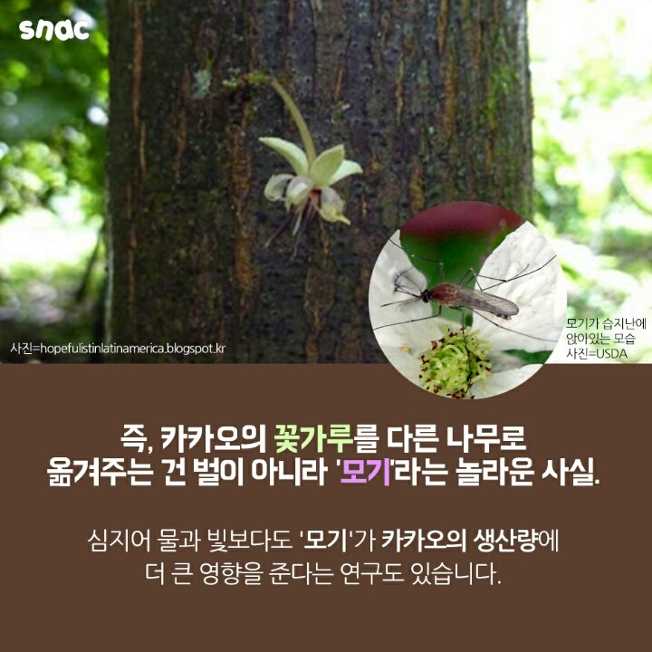 모기와 초콜릿의 평행이론 | 인스티즈