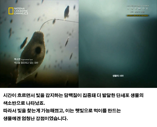 생물의 진화: 인간의 눈 | 인스티즈