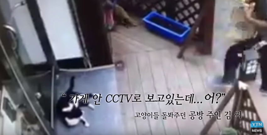 혐오,분노주의)고양이 잔혹하게 내던져 죽이고는 '웃으며 도망쳤다' | 인스티즈