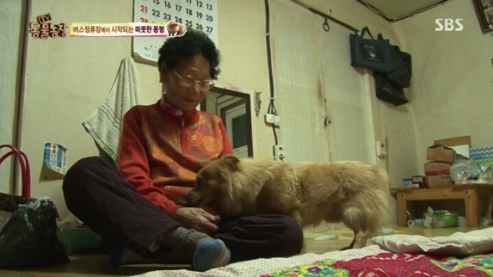 [동물농장] 할머니와 발바리의 따뜻한 우정 | 인스티즈