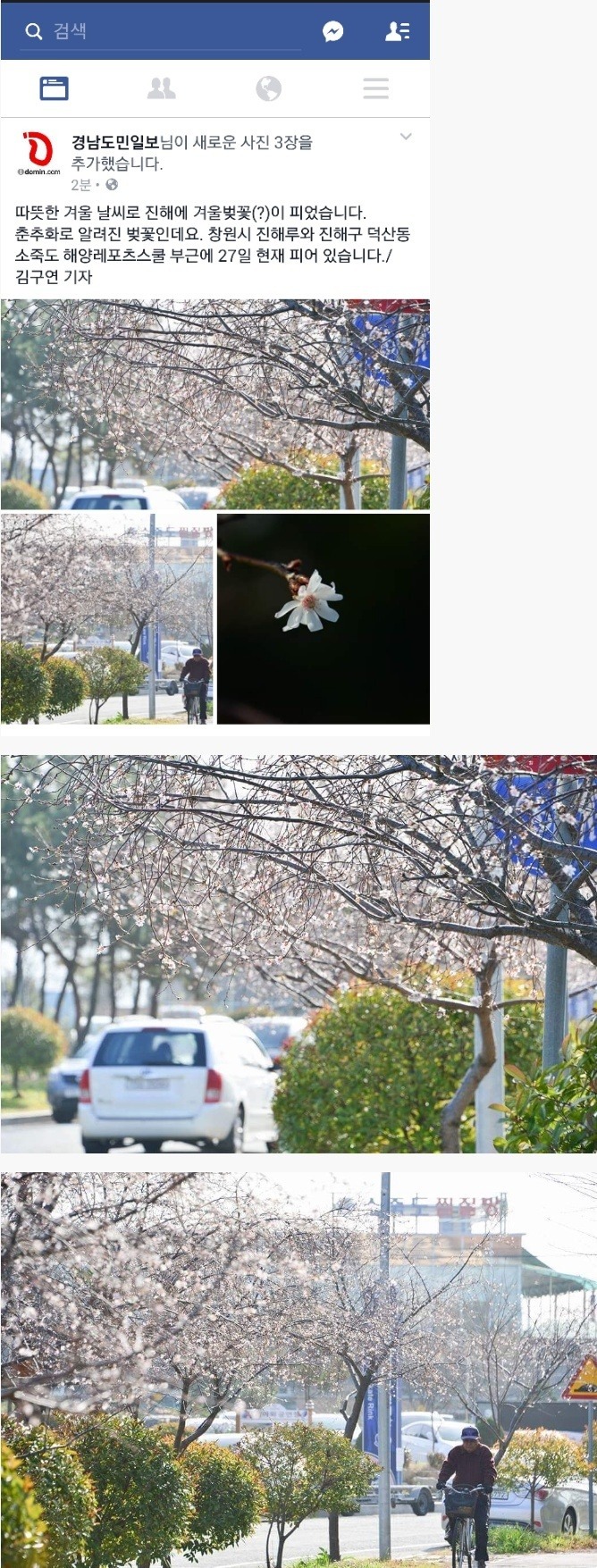 겨울에 벚꽃이 핀 진해 | 인스티즈