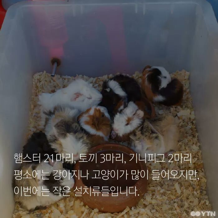 햄스터가 폐기물인가요? | 인스티즈