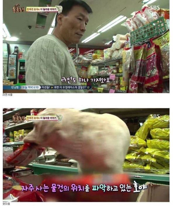 동물농장에 나온 역대급 천재 개ㄷㄷ | 인스티즈