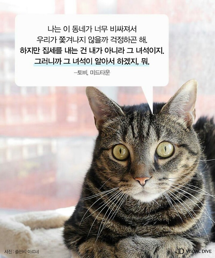 고양이를 인터뷰 한다면 | 인스티즈
