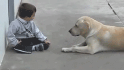 개와 아기를 함께 키우면 안되는 이유 | 인스티즈