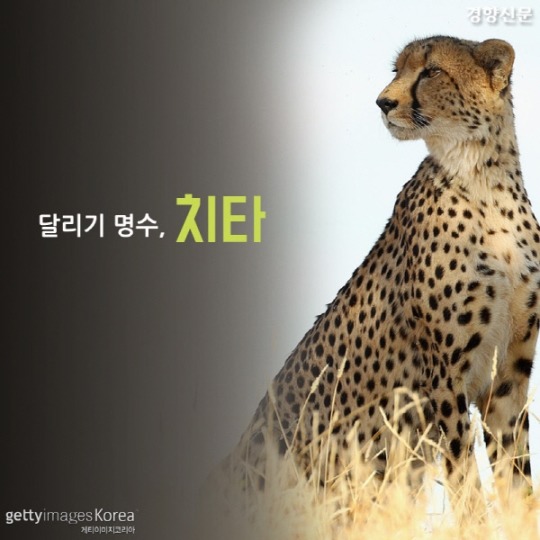  치타가 사라진다 | 인스티즈