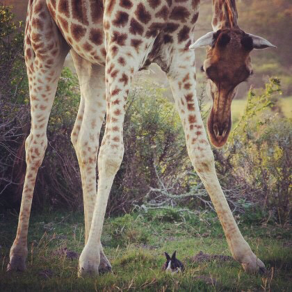 아프리카에서 우연히 찍힌 기린과 토끼 | 인스티즈