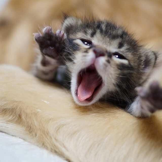 강아지와 고양이.jpg | 인스티즈