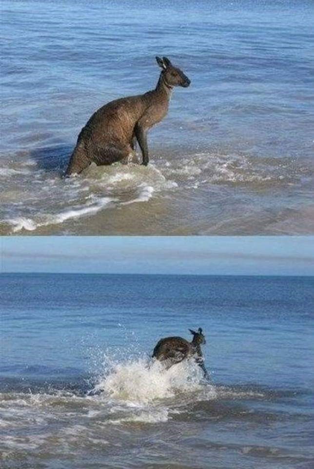 자살을 선택한 캥거루....... | 인스티즈