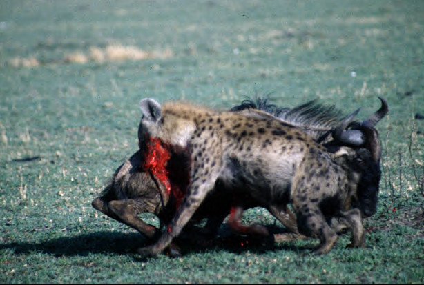 아프리카 대륙에서 고기만 먹고 사는 놈들 | 인스티즈