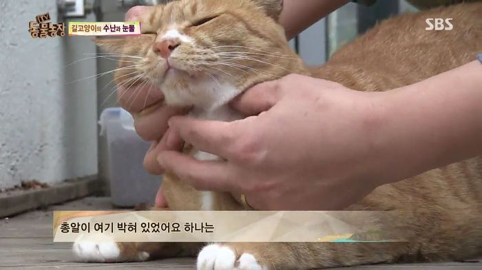 눈앞에서 제 아이가 맞아죽었습니다. 도와주세요 | 인스티즈