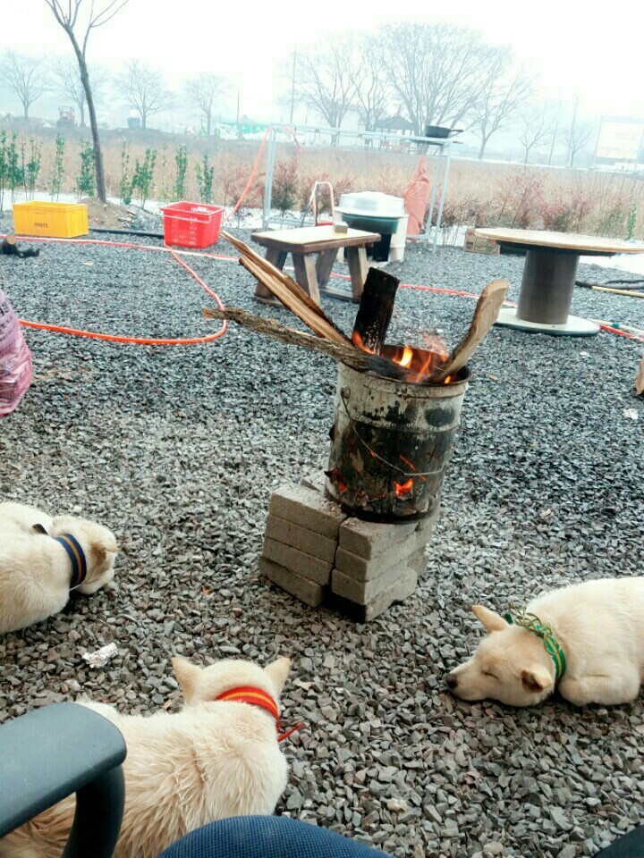 매실이 견주입니다. 정말 마지막 글이 될 것 같습니다. 마지막 관심 부탁드립니다 | 인스티즈