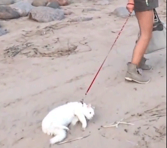 [움짤] 고양이와 산책 갔을때 현실.gif | 인스티즈