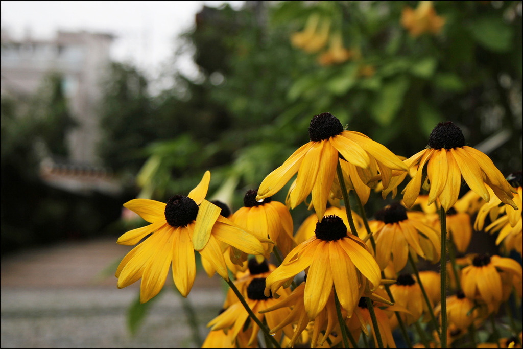 행복flower 이미지
