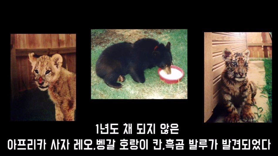 맹수 세 마리의 아름다운 우정 | 인스티즈