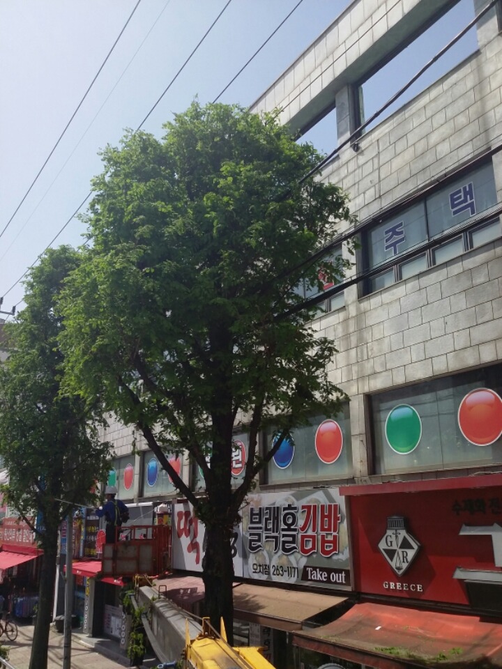 가로수 이미지